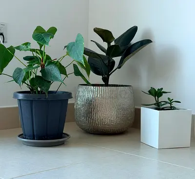 Set of 3 Healthy Indoor Plants with Pots 🌿