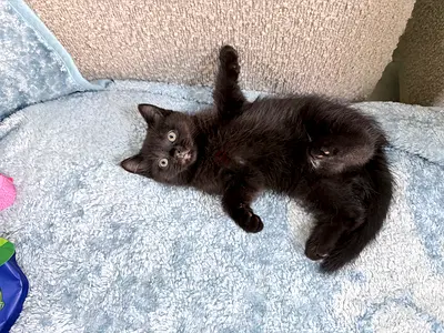 2 months kitten for free adoption
