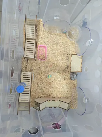 Hamster cage