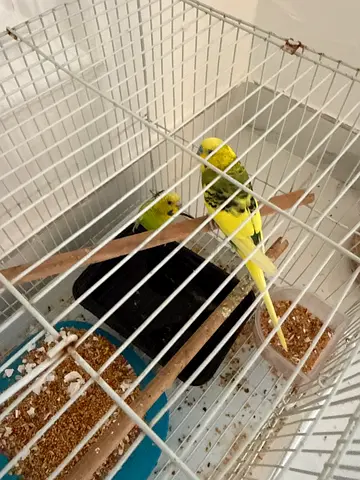 Pair of budgies for adoption in Shakhbout City.