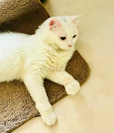 Chino- Male- Free Adoption - read description