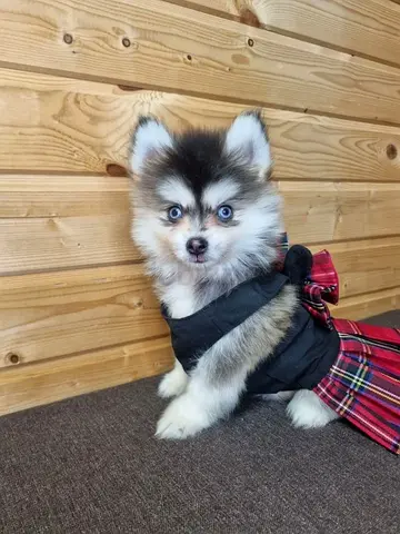 Pomsky puppy