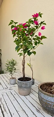 Bougainvillea in antique clay pot