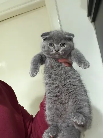 Lilac Scottish Fold Male Kitten