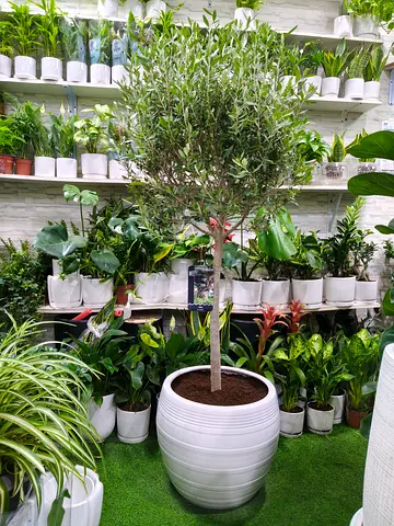 Premium Olive Tree Plant in Large Decorative Pot – Indoor & Outdoor