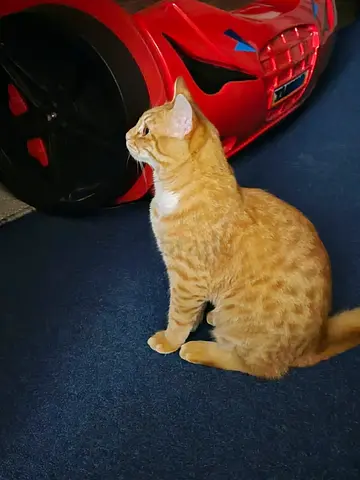 A cute male cat for free adaptation