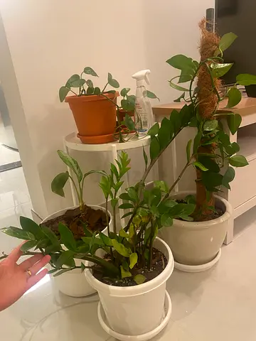 Plant table for sale