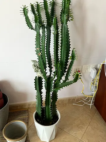 African Milk Tree Euphorbia Trigona Cactus Plant in White Pot (165cm)