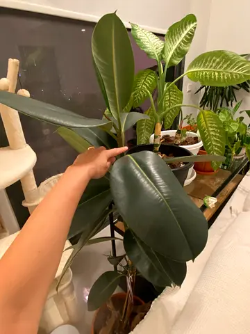 Mature healthy Indoor( Rubber) Plant 5ft tall for sale