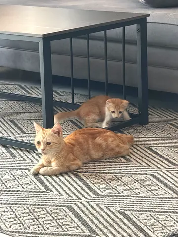 Mother Cat and a kitten for adoption