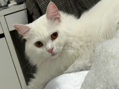 White long-haired cat — gentle indoor companion, 2 years (ready to rehome)