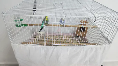 Bird cage with pair of budgies