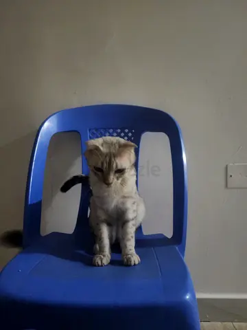 Friendly young cat available for adoption - healthy and calm