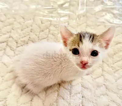 Zaghlool- Kitten- Free adoption- read description