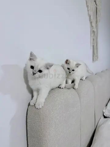 Kitten for adoption