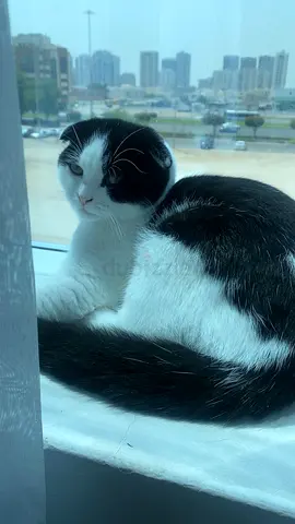Friendly, Tuxedo kitten looking for a new home