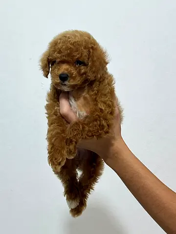 Tiny reddish toy poodle puppy healthy and playful is looking for a new home