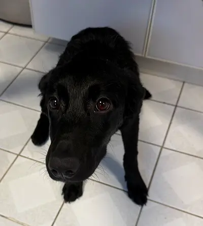 Female Labrador Retriever puppy