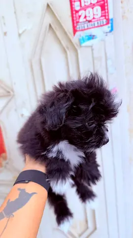 Small fluffy black-and-white puppy friendly and playful is ready for a new home