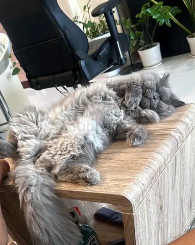 Cat for free adoption