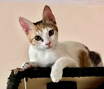 Mimi- free cat adoption- female- read description pls