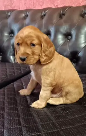 Cute small puppy