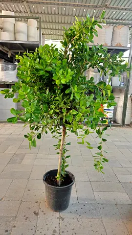 Ficus panda 160cm bushy plant
