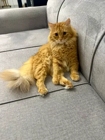 Cat for free adoption
