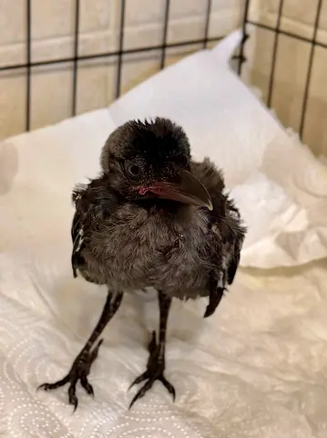 Free adoption- Bird- baby crow