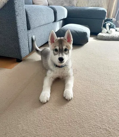Free Adoption: 16-Week-Old Husky Puppy
