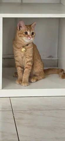 Free Ginger Cat Adoption