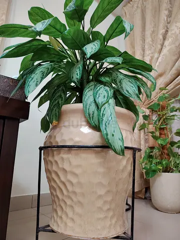 Plants with a vase and a dedicated stand for sale; plants are in excellent health
