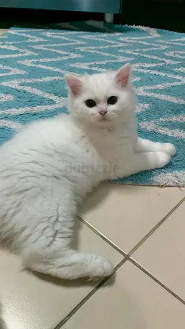 For adoption