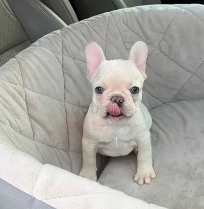 Purebred White French Bulldog Puppy - Friendly & Playful