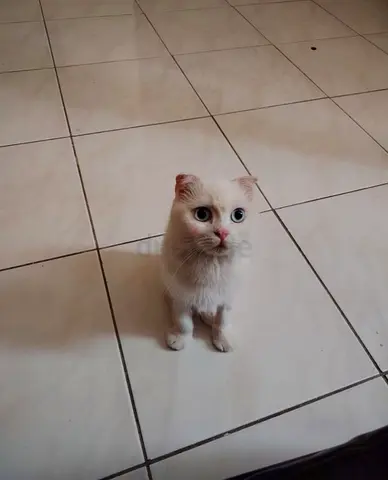 Scottish fold white female cat