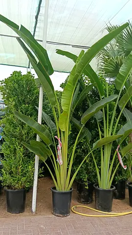 Large 3 meter Travel Palm Potted Plant - Healthy Outdoor Specimen