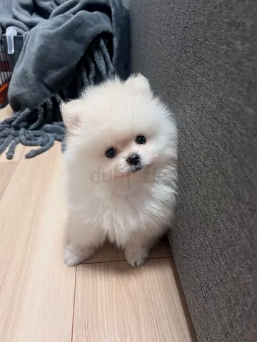 Fluffy white Pomeranian Puppy  friendly and Healthy