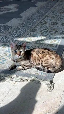 Bengal cat for adoption 5 years old