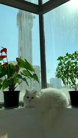 Furry cats are looking for a new home