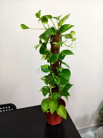 Healthy Pothos (Money plant) on Moss Pole - Indoor Plant