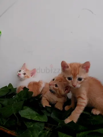 2 Orange & 1 White Kittens along with mother cat  - Friendly, Ready for New Homes