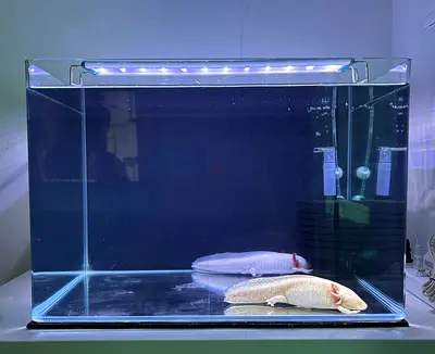 Fish Tank with Axolotl