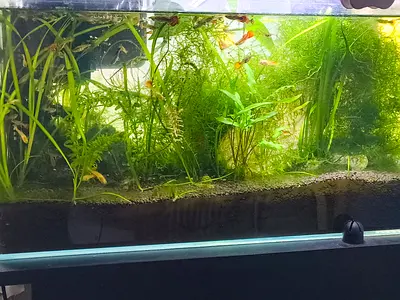 Planted Aquariums Tank with full setup with fish and shrimp