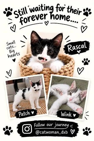 Beautiful kittens waiting for their forever home