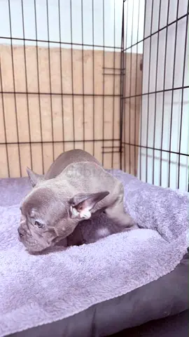 Blue French Bulldog Puppy Healthy is ready for a new home