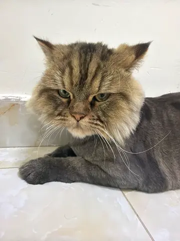 Playable mixed cat
