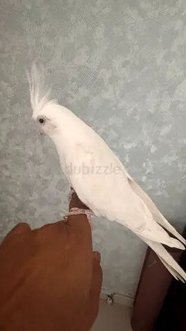 White cockatiel / cockatoo - friendly hand-tame bird breeding male and female rare red eye lutino