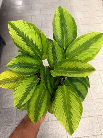 Calathea ~ Indoor Plant