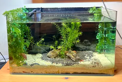 50 cm Complete Aquarium Setup – Fully Aquascaped