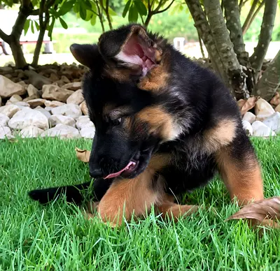 German Shepherd Puppy, Friendly and  Healthy i looking for new home